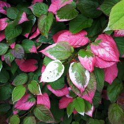 ����  ��������� ��������� ����, ������ �� 519 ���