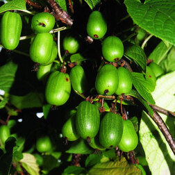 ����  ��������� ��������� ������������, ������ �� 519 ���