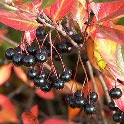 ����  ������ ������������ �����, ������ �� 519 ���