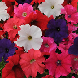 ����  ������� ����������� �� ����� ���� (1��-1000�����) ���������������� ������, ������ �� 3520 ���