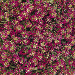 ����  ������� ����� ����� ��� ���� (1��-5 000��.) ���������������� ������, ������ �� 1760 ���