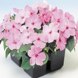 ����  ��������� ������ ���� (1��-1000��)���������������� ������, ������ �� 4480 ���