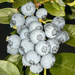 ����  �������� ������������ �����, ������ �� 539 ���