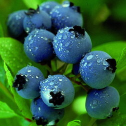 ����  �������� ������������ ���� ������, ������ �� 539 ���