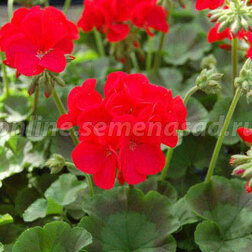 ����  ���������� ��������� ����� ��� (1��-1000��) ���������������� ������, ������ �� 24800 ���