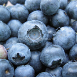 ����  �������� ������������ ���������, ������ �� 539 ���