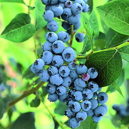 ����  �������� ������������ ��������, ������ �� 539 ���