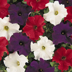 ����  ������� ����������� ����� ������� ���� (1��-1000�����) ���������������� ������, ������ �� 1920 ���