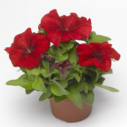 ����  ������� ����������� ����� ��� (1��-1000�����) ���������������� ������, ������ �� 3520 ���