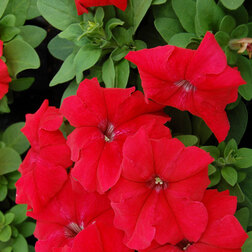 ����  ������� ����������� ����� ��� �� ��� (1��-1000�����) ���������������� ������, ������ �� 3200 ���