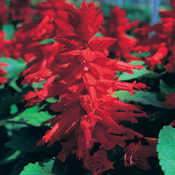 ����  ������� ������ ��� (1��-5 000��), ������ �� 12800 ���