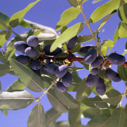 ����  ��������� ��������� �����, ������ �� 349 ���