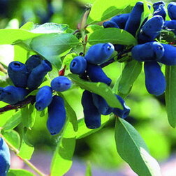 ����  ��������� ��������� �������, ������ �� 349 ���