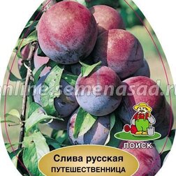 ����  ����� ������� (�����) ��������������� (������ �����) (� �����), ������ �� 765 ���