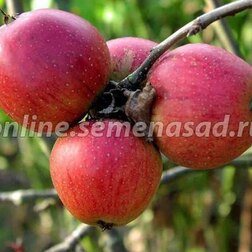      ( ) ( 54-118 .),   648 