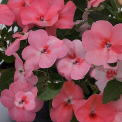 ����  ��������� ������ ����� (1��-100��) ���������������� ������, ������ �� 560 ���