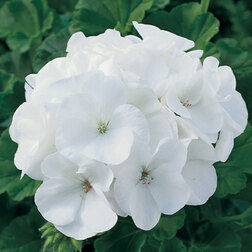 ����  ���������� ��������� ������� ���� (1��-250��) ���������������� ������, ������ �� 7680 ���