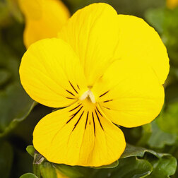 ����  ������ ������� ������ ����� (1��-100��) ���������������� ������, ������ �� 576 ���