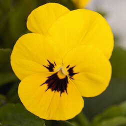 ����  ������ ������� ������ ����� ����� (1��-100��) ���������������� ������, ������ �� 576 ���