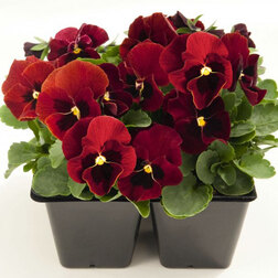 ����  ������ ������� ������ ��� ����� (1��-100��) ���������������� ������, ������ �� 576 ���