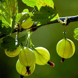 ����  ��������� ������� ������, ������ �� 339 ���