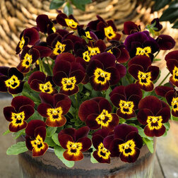 ����  ������ ������� ������ ���� ���� (1��-100��) ���������������� ������, ������ �� 576 ���