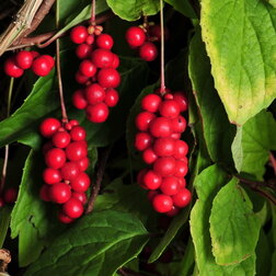 ����  �������� ��������� �������, ������ �� 459 ���