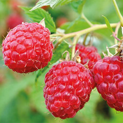 ����  ������� ������ ��������, ������ �� 239 ���