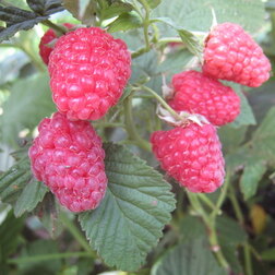 ����  ������ ��������� (��� �����), ������ �� 239 ���