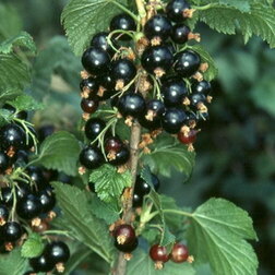 ����  ��������� ������ �����, ������ �� 249 ���