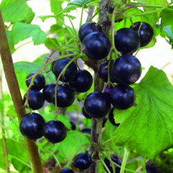 ����  ��������� ������ ���������, ������ �� 249 ���