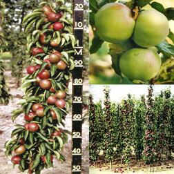 ����  ������ ������������� ���� (������ �-9, ����������), ������ �� 479 ���