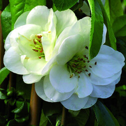 ����  ���� �������� ��������, ������ �� 586 ���