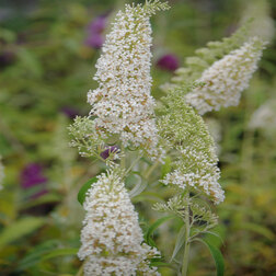 ����  ������� ������� ������ ���� ��������, ������ �� 552 ���