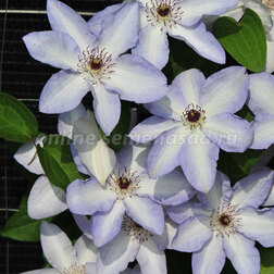 ����  �������� ��������������� ���� �����, ������ �� 1339 ���