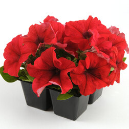 ����  ������� ����������� �� ����� ��� (1��-1000�����) ���������������� ������, ������ �� 3520 ���