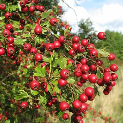 ����  ��������� ������������ (��������), ������ �� 408 ���