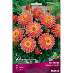 ����  �������� ������������ ������, ������ �� 484 ���