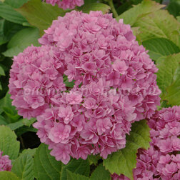 ����  ��������� �������������� � ��� �� ������, ������ �� 1096 ���