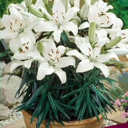 ����  ����� ��������� ��������� ��� ���� (2 ��.), ������ �� 306 ���