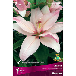 ����  ����� ��������� �������� ������ (2 ��.), ������ �� 462 ���