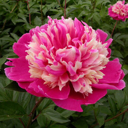 ����  ���� ����������� �������*, ������ �� 1470 ���