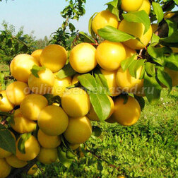 ����  ����� ������� (�����) ����� ������ (������ �����) (� �����), ������ �� 765 ���