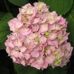 ����  ��������� �������������� �������, ������ �� 612 ���