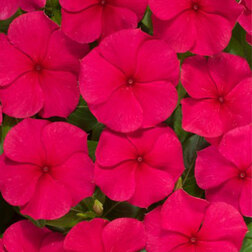 ����  ���������� ������� ��� (1��-100��) ���������������� ������, ������ �� 272 ���