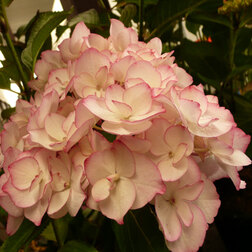 ����  ��������� �������������� �������, ������ �� 994 ���