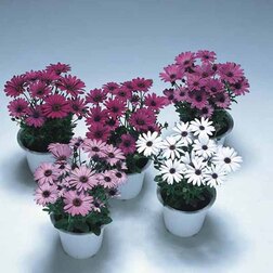 ����  ������������ ���� ���� (1��-250��) ���������������� ������, ������ �� 9200 ���