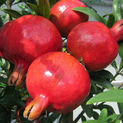 ����  ������� ������� ���� (����������), ������ �� 680 ���