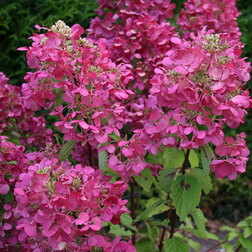 ����  ��������� ����������� ������� ���, ������ �� 629 ���