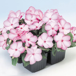 ����  ��������� ������ ���� ������ (1��-100��) ���������������� ������, ������ �� 560 ���